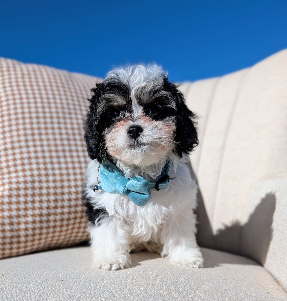 Black Tri Toy Labradoodle Boy, 5-8lbs