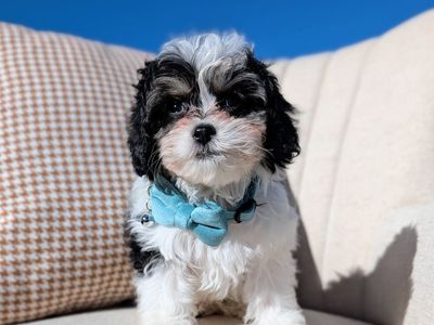 Black Tri Toy Labradoodle Boy, 5-8lbs