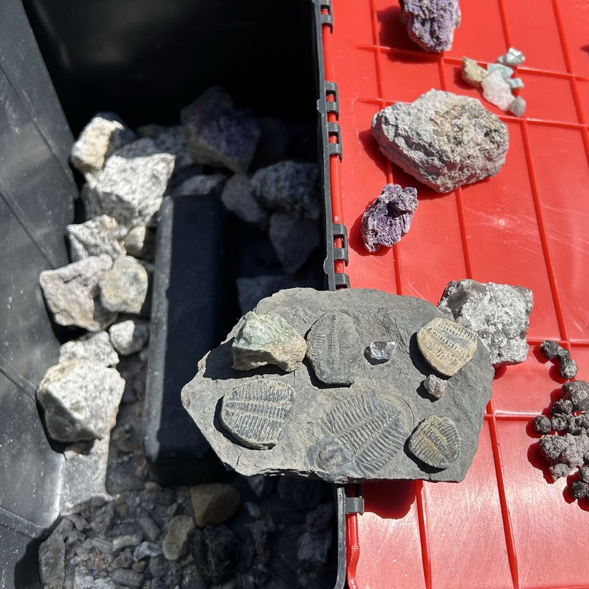 $60 obo Large Rock, Crystal & Fossil Collection – Trilobites, Amethyst, Quartz & More