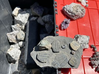 $60 obo Large Rock, Crystal & Fossil Collection – Trilobites, Amethyst, Quartz & More