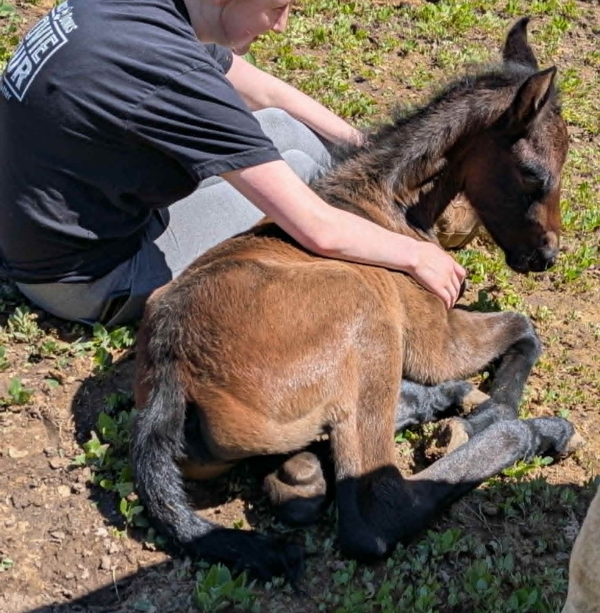 Friesian cross colt for sale! One more coming June