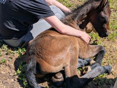 Friesian cross colt for sale! One more coming June