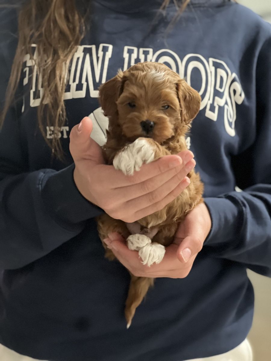 Micro-Mini Golden Doodle Puppies