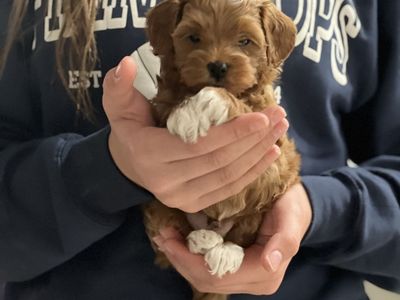 Micro-Mini Golden Doodle Puppies