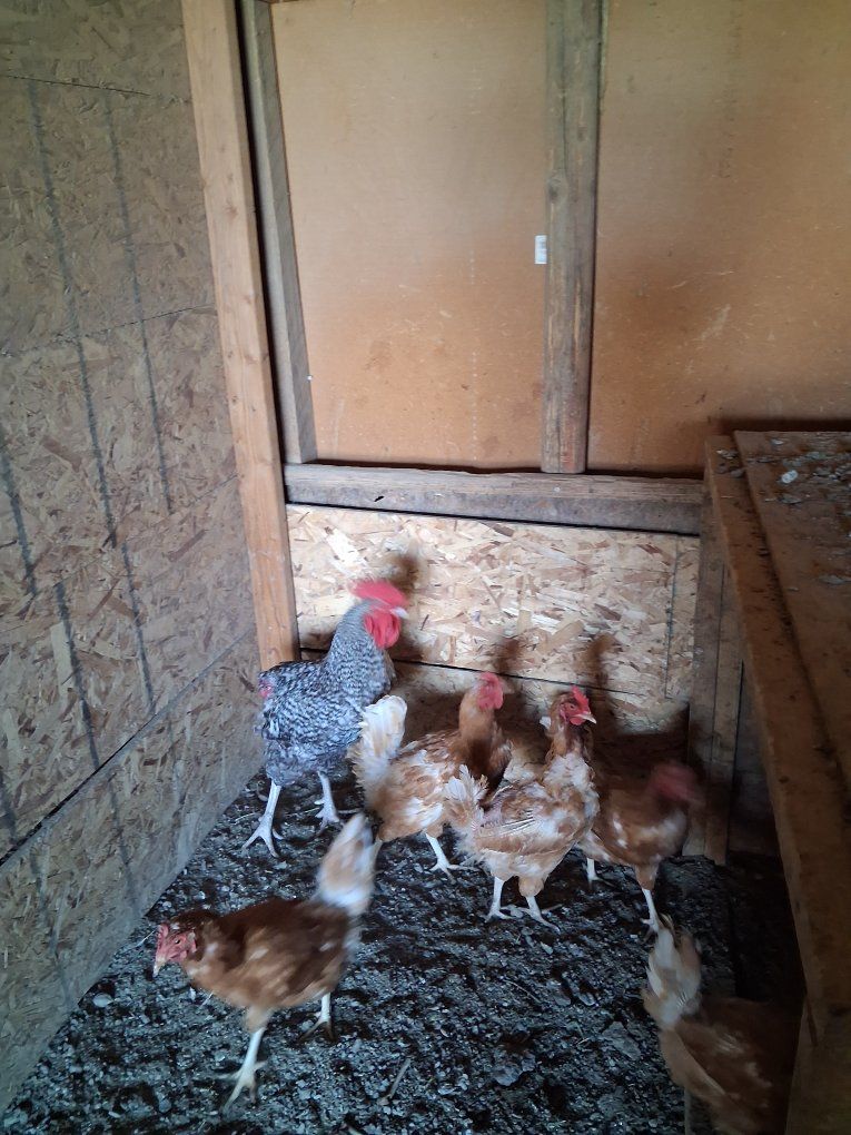 Rooster