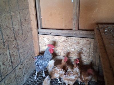 Rooster