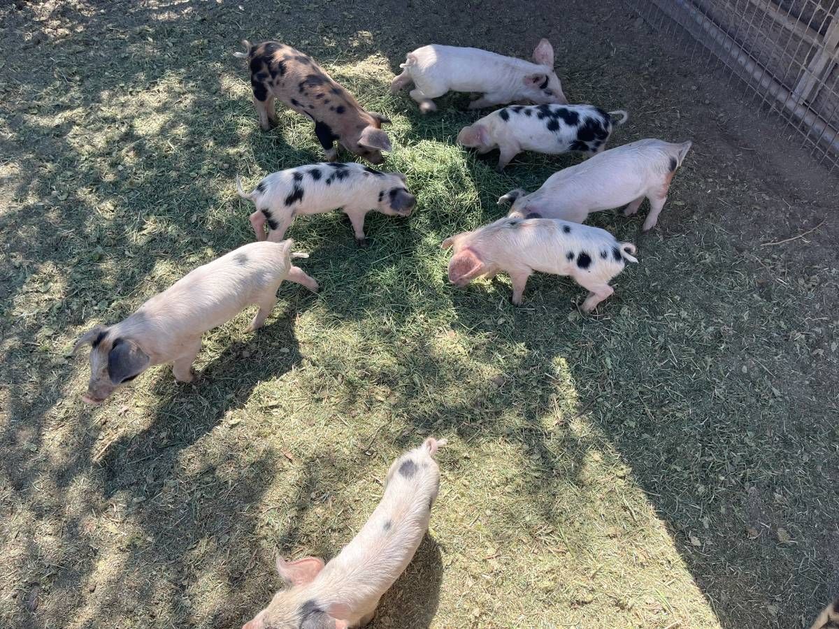 pigs Gloucestershire Old Spots