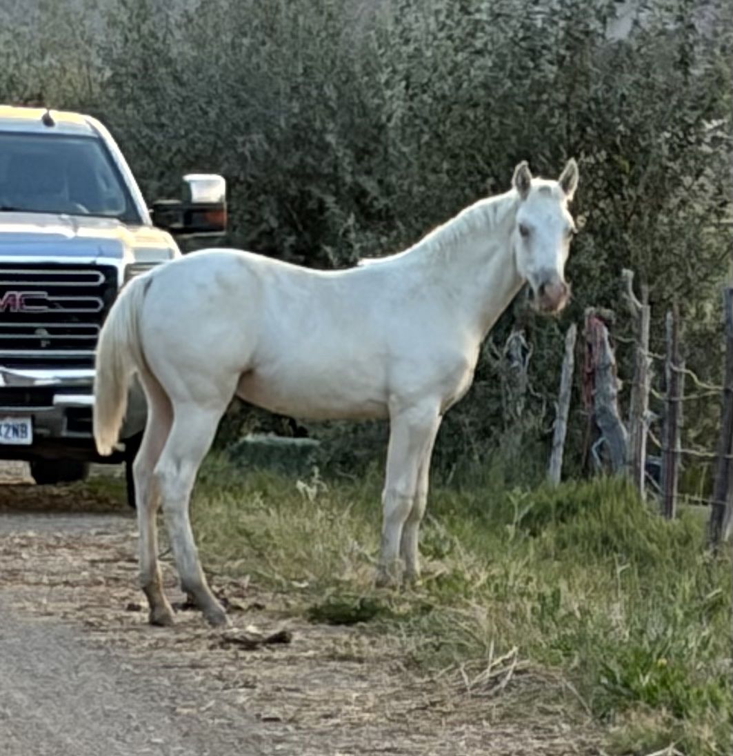 Rare Ivory Champagne Missouri Foxtrotter Colt - Old Time Bloodlines