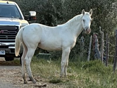 Rare Ivory Champagne Missouri Foxtrotter Colt - Old Time Bloodlines