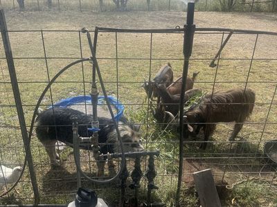 Kune Kune intact boar