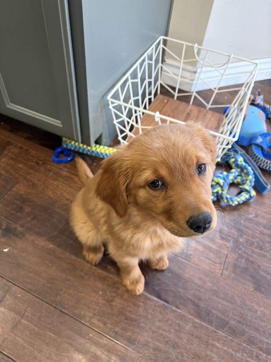 Golden Retriever Puppy!