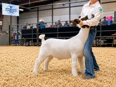 Show Boer Wether - Ready for Ring or Jackpot