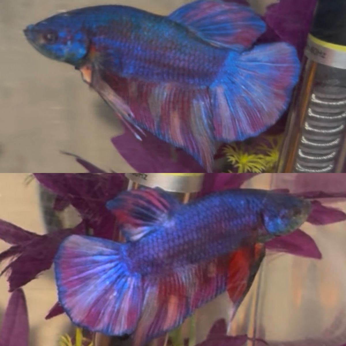 3" Giant Purple Nemo Fire Plakat Betta
