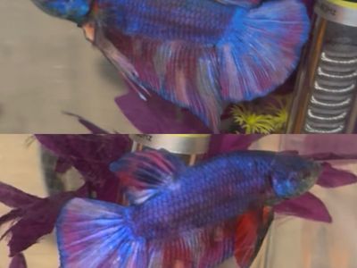 3" Giant Purple Nemo Fire Plakat Betta