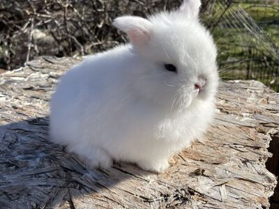 Purebred Baby Holland Lop Doe