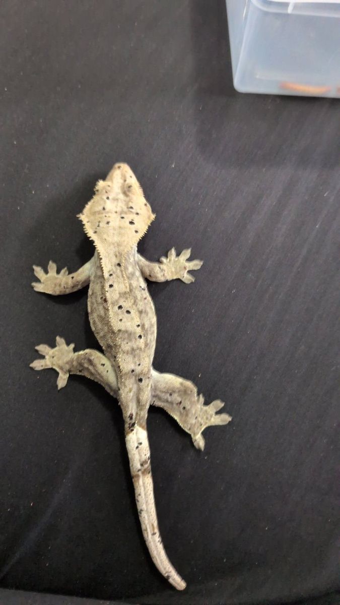 tons of crested geckos