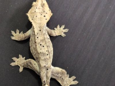 tons of crested geckos