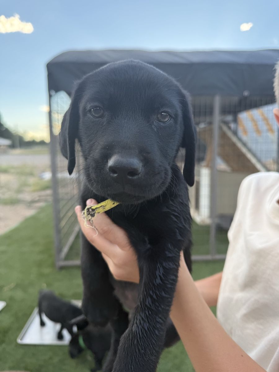 AKC Labrador Retriever Puppies Available Now