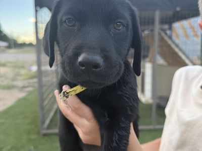 AKC Labrador Retriever Puppies Available Now
