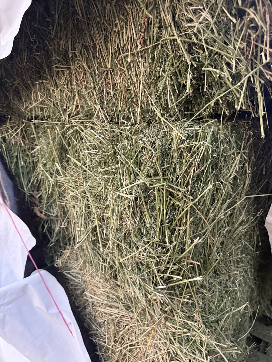 2nd crop Alfalfa Hay small Bales
