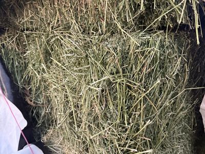 2nd crop Alfalfa Hay small Bales
