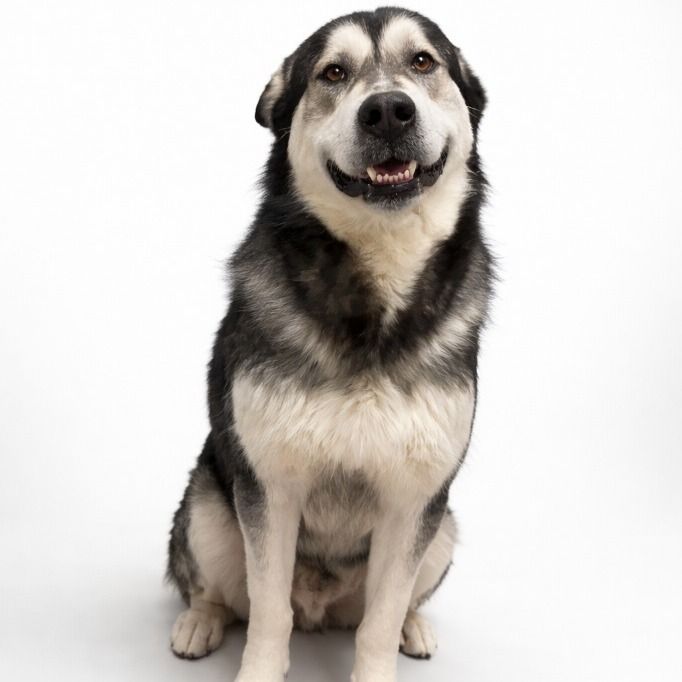 Hello my name is Sully