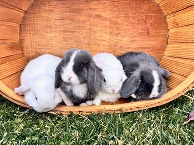 Easter Blue Eyed Holland Lop Babies