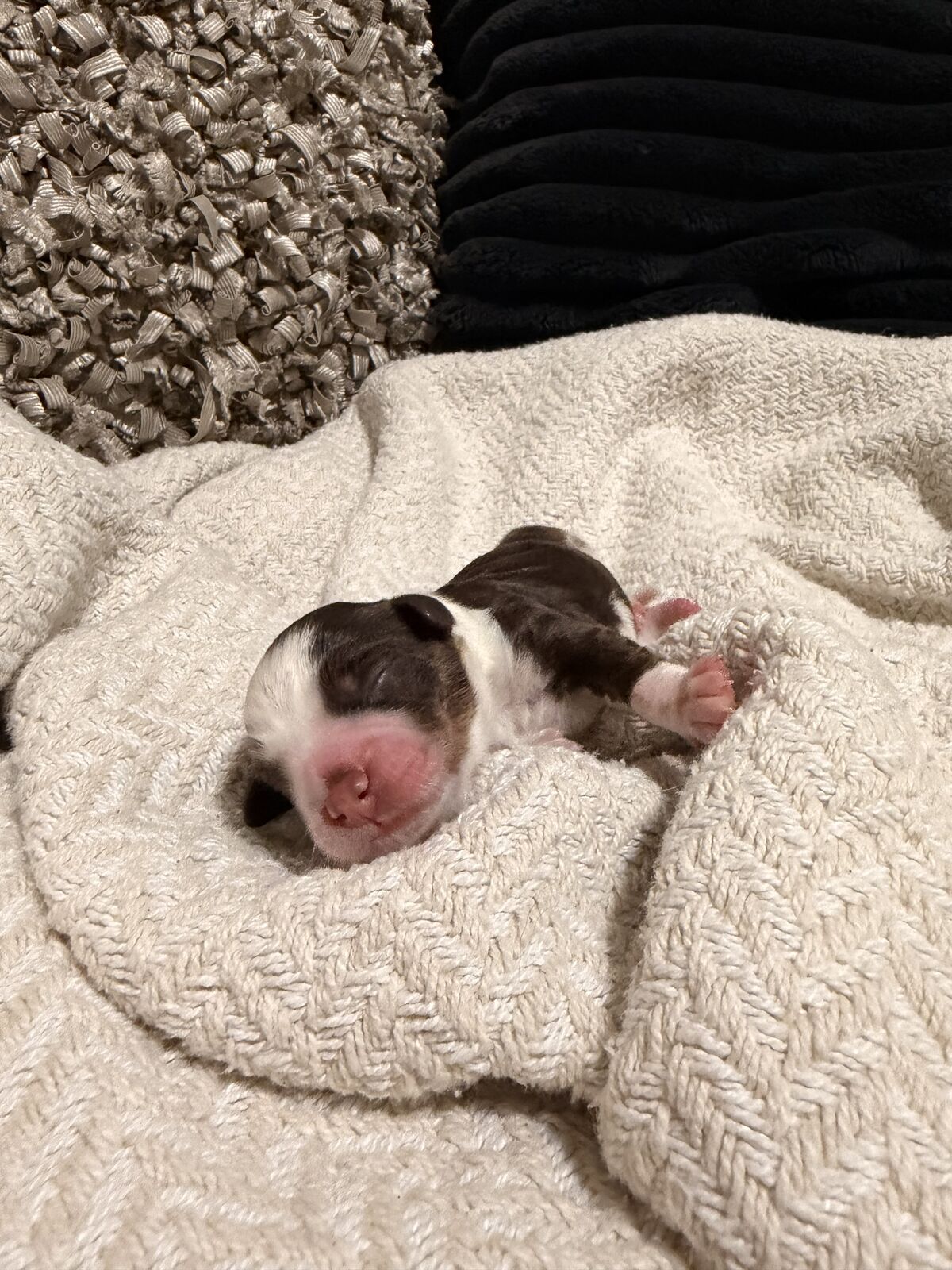 Mini Aussiedoodle Puppy