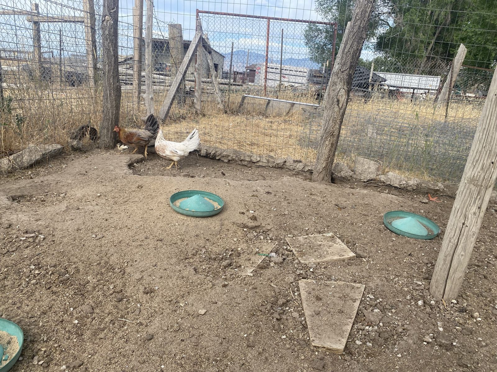 Two chickens and a baby chick