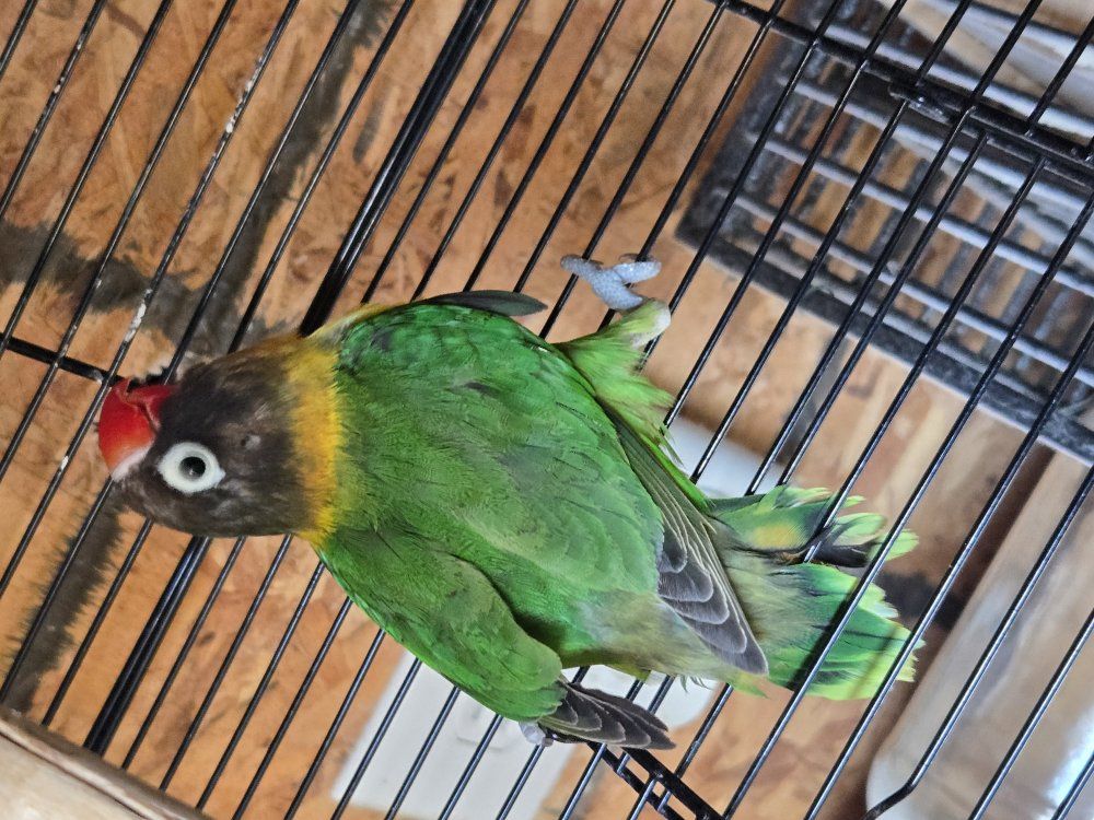 lovebird black mask
