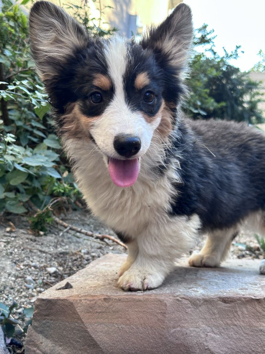 Gorgeous FLUFFY Black-Headed Tri Corgi Male