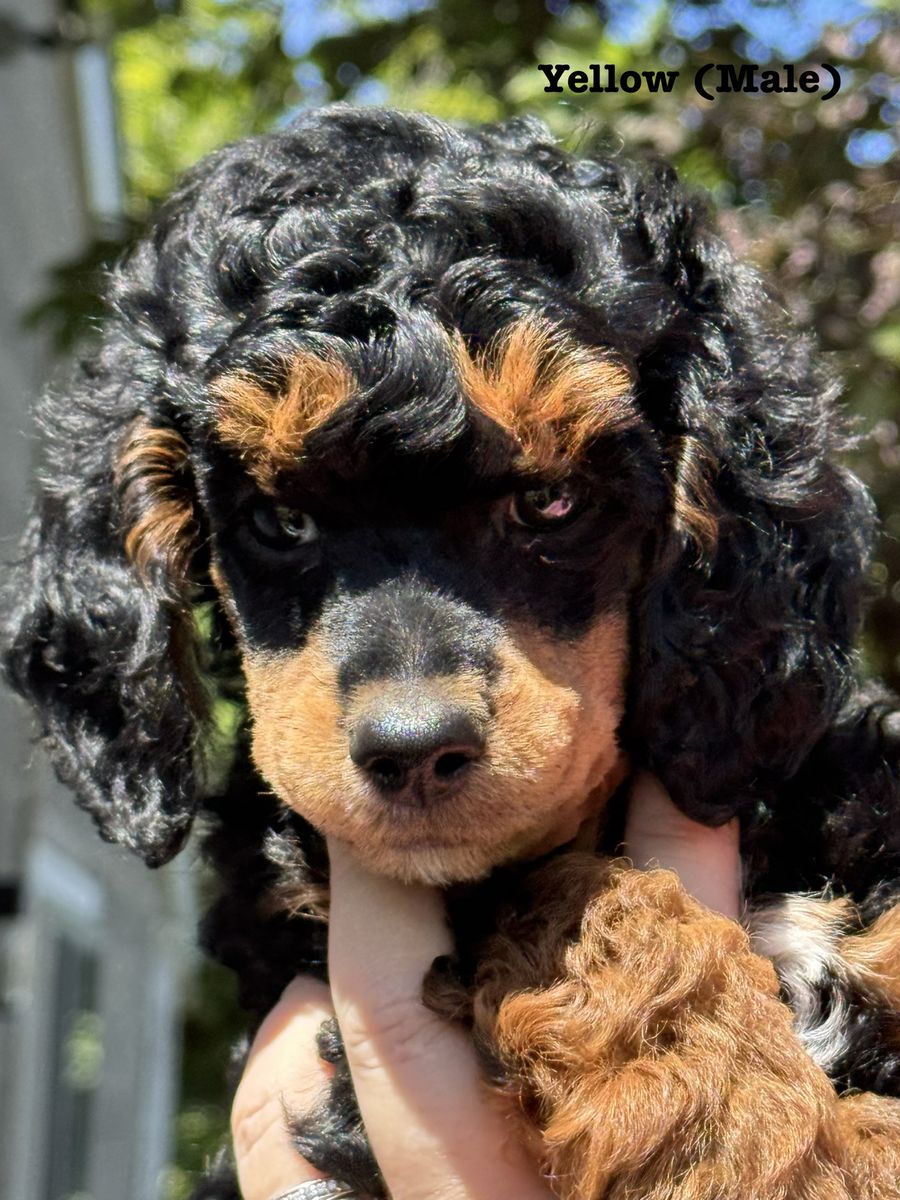 Miniature Poodles