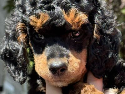 Miniature Poodles