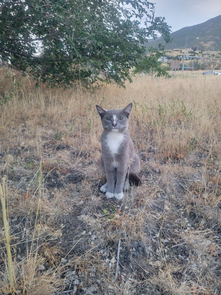 Found Stray Cat