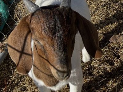 Boer bucklings