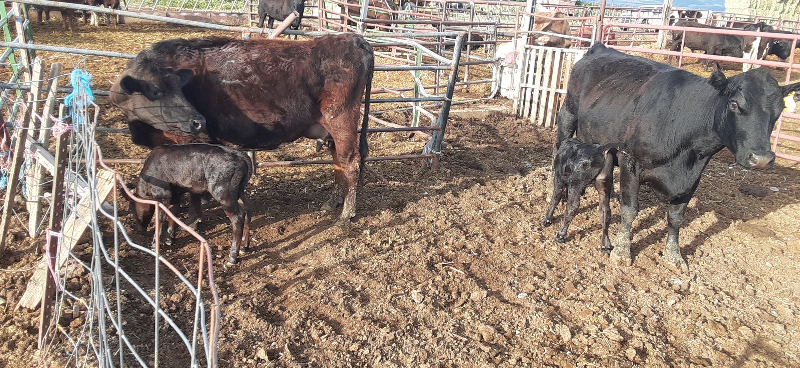 Black middle aged cow calf pairs