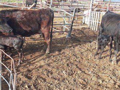 Black middle aged cow calf pairs