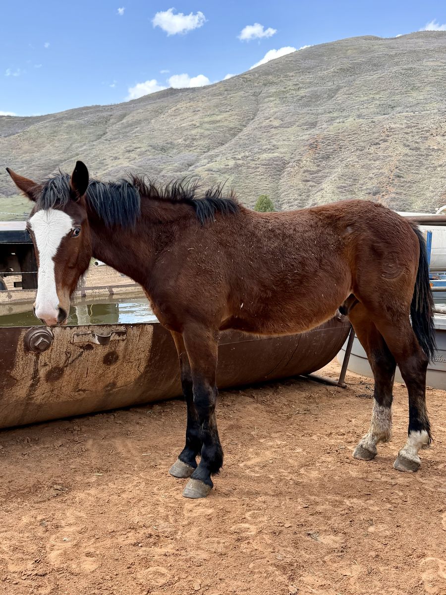 Big 1/2 Draft Draft Gelding