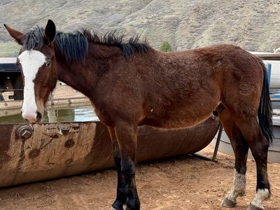 Big 1/2 Draft Draft Gelding