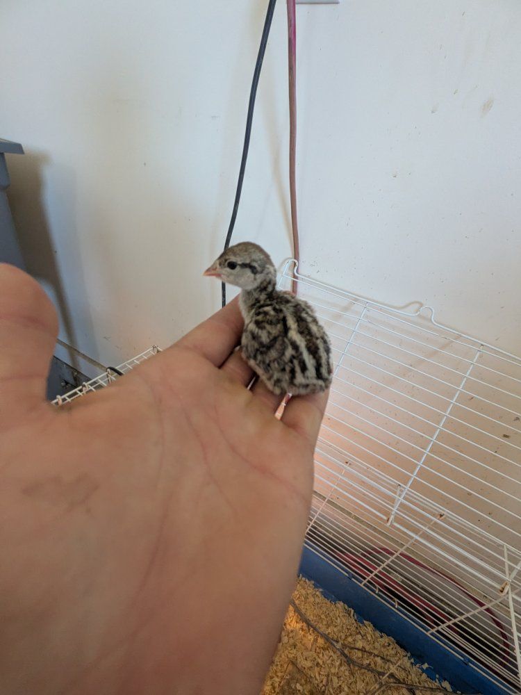 chukar babbys
