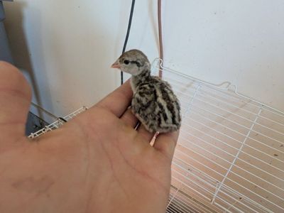 chukar babbys