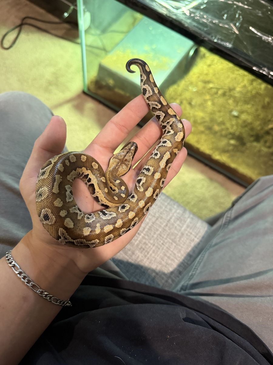 Blood pythons