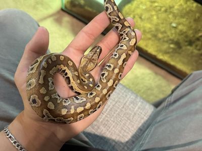 Blood pythons
