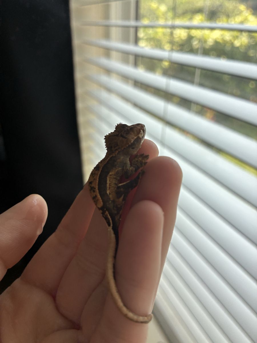 Harlequin Partial Pinstripe Baby Crested Gecko