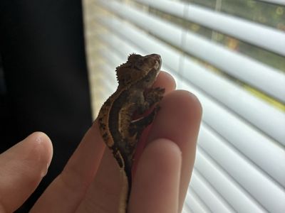 Harlequin Partial Pinstripe Baby Crested Gecko