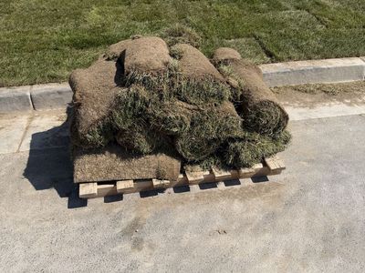 beautiful sod