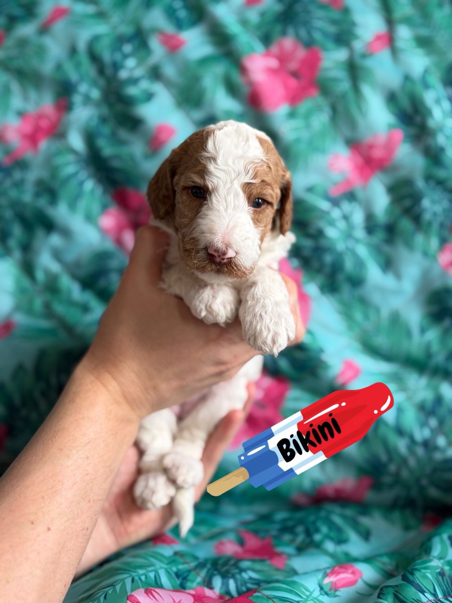 AKC Standard Poodle Puppies