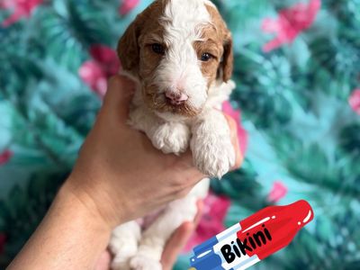 AKC Standard Poodle Puppies