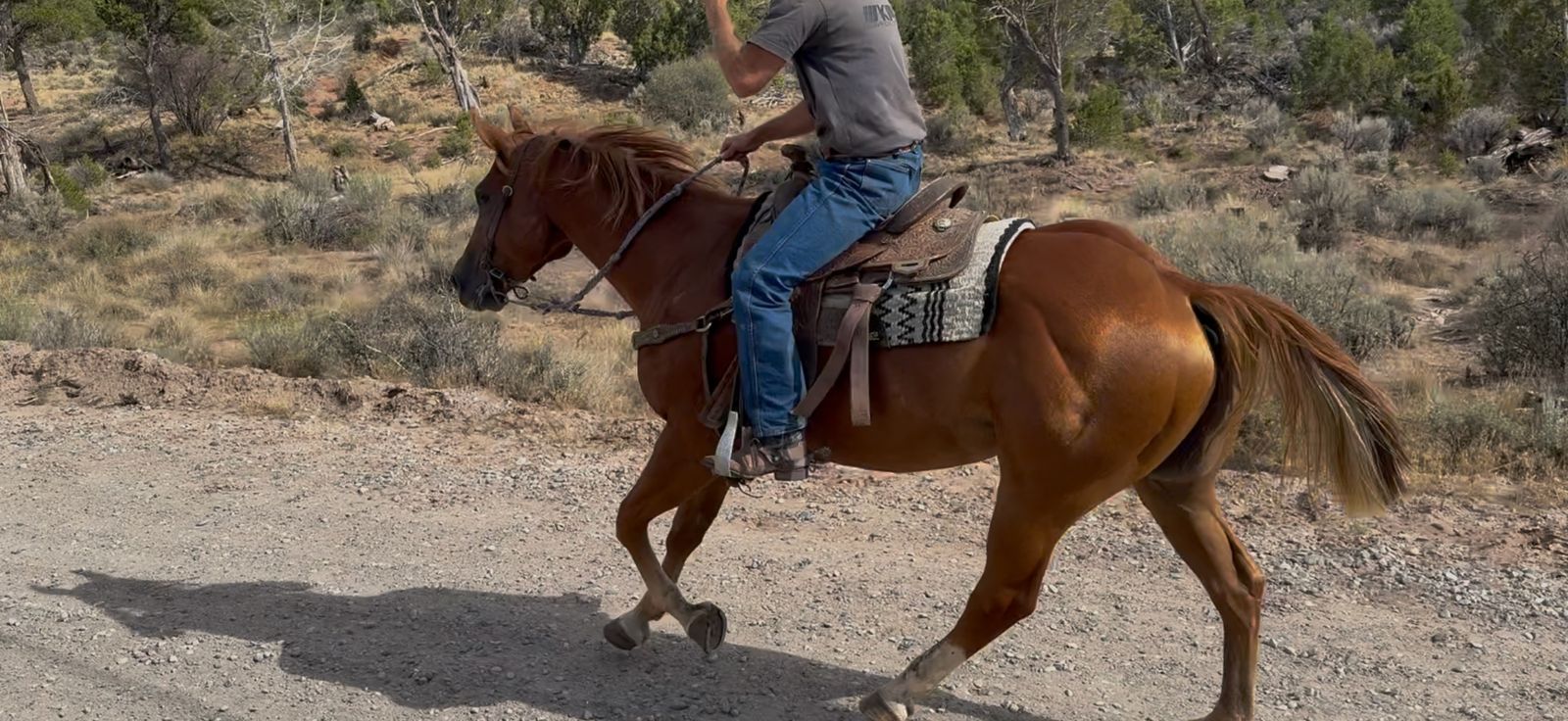 Good looking 7 yr old gelding!