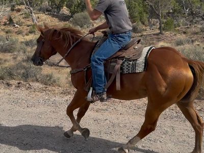 Good looking 7 yr old gelding!
